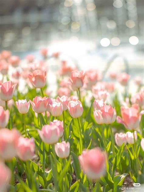 hinh nen hoa tulip chill cho dien thoai va  tinh