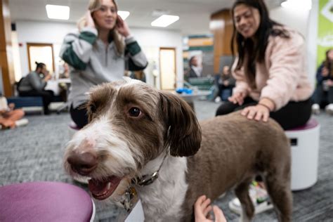 At dejohn funeral home they have a unique therapy dog 2