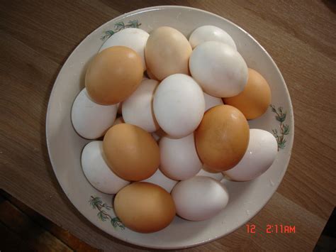 Сколько можно заработать на продаже индюшачьих и куриных яиц за полтора ...