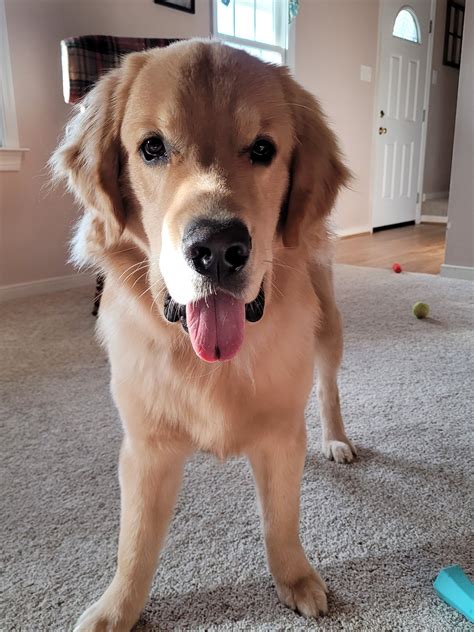 Can Golden Retriever Be A Guard Dog