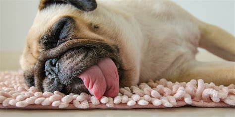 Why Do I Feel So Tired: Reasons You Feel Tired & Groggy | SleepScore