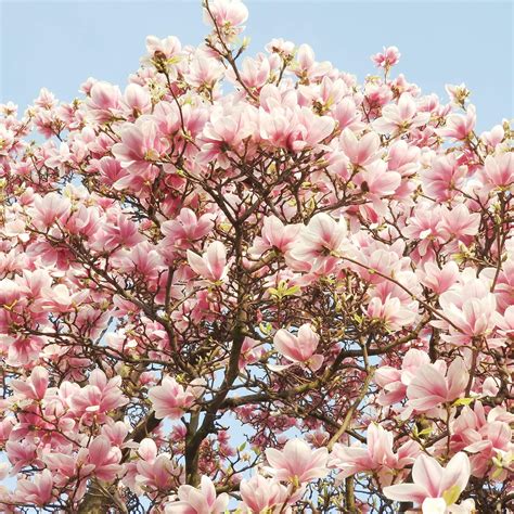 Amazon.com : Orange Magnolia Seeds Deciduous Tree Upright Fragrant Cut