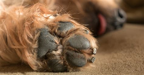 The Importance of Dog Paw Protection: Keeping Your Furry Friend Safe and Comfortable - Pet Care ...
