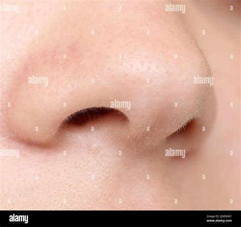 human nose anatomy  res stock photography  images alamy