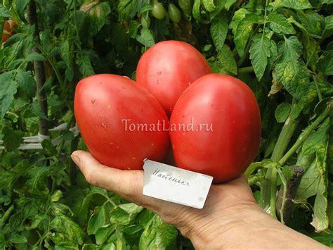 Томат Настенька: описание сорта, ОТЗЫВЫ (14), фото