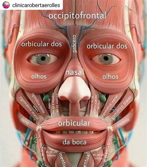 Regiões Da Face Anatomia