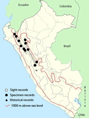 curve billed tinamou