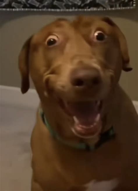 Goofy ahh dog Blank Template - Imgflip