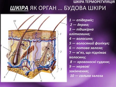 Презентація "Шкіра Терморегуляція"
