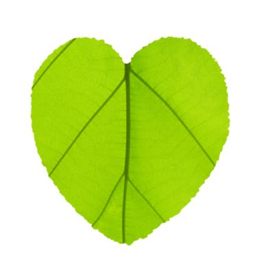 heart shaped leaf pngs