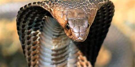 Real Cobra Snake Pictures