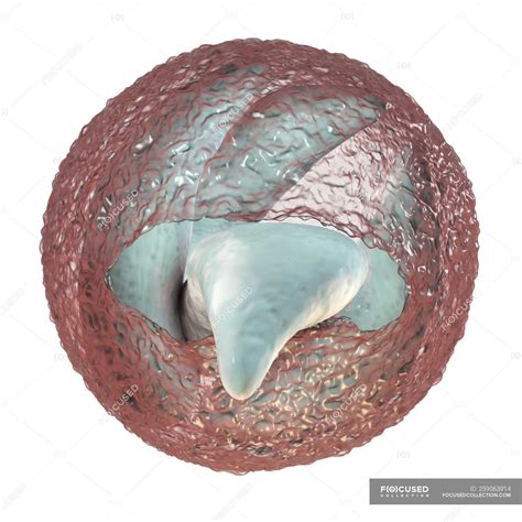 Cryptosporidiosis Parasite