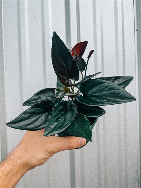 4" Syngonium Erythrophyllum 'Red Arrow' - BWH Plant Co.