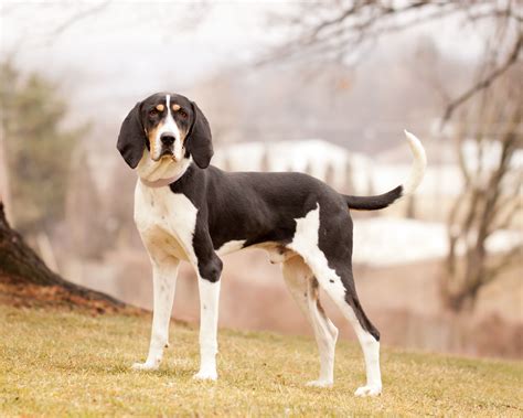 Treeing Walker Coonhound Treeing