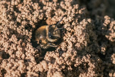 All About Ground Bees - Minneopa Orchards