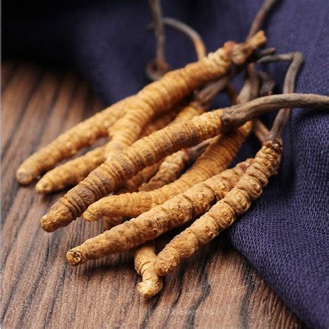 [GIÁ SHOCK] ĐÔNG TRÙNG HẠ THẢO BHUTAN NGUYÊN CON-(HÀNG ĐẶC BIỆT) 10gr ...