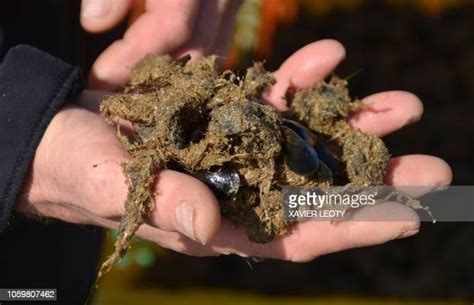 byssus stock  high res pictures  images getty images