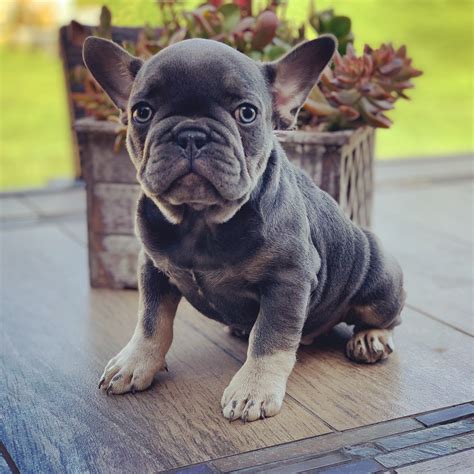 Frenchie Puppies | Fancy French Bulldogs
