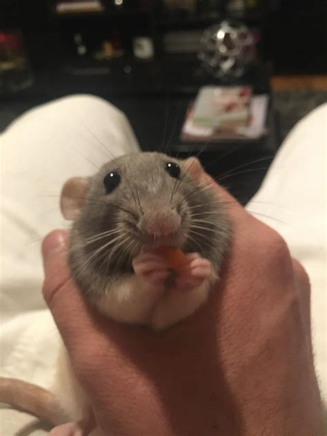Poop eating a carrot 🥕 : r/Eyebleach