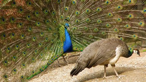 Extreme Examples of Bird Sexual Dimorphism - YouTube