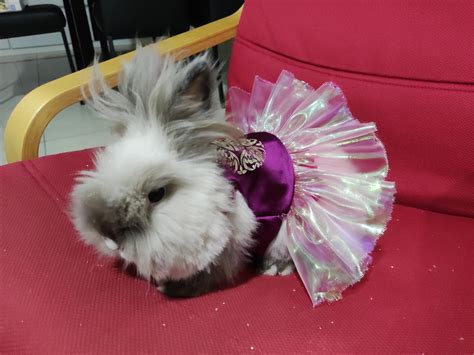 My little princess : r/Rabbits