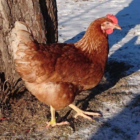 lohmann brown chicken high yield egg breed