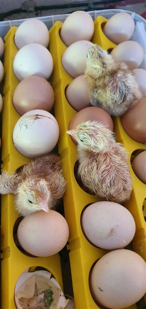 arti mimpi telur ayam menetas di tangan 10