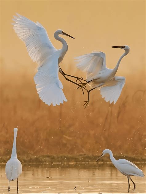 🔥 Great Egrets fighting for fishing rights. Great Egrets have very