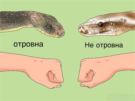 Змии в България! Любопитна информация за различните видове змии ...