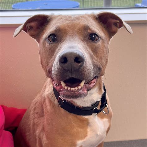 Adoptable Pets | Humane Society of Missouri