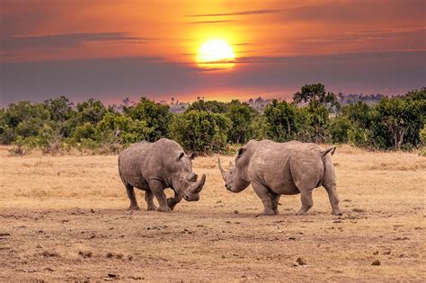 Rhinoceros In Kannada 5