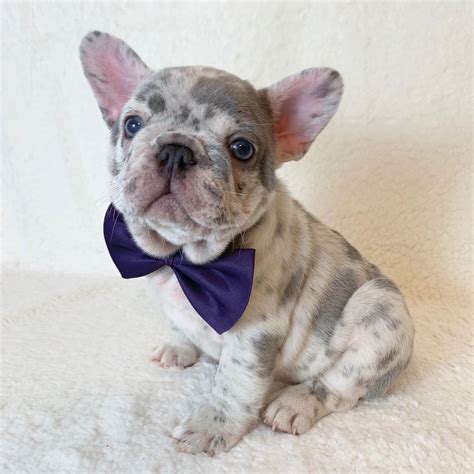 Reserved Puppies | Cowtown Frenchies & Bluebonnet Bulldogs LLC