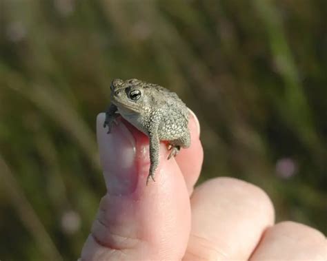 oak toad facts diet habitat pictures  animaliabio