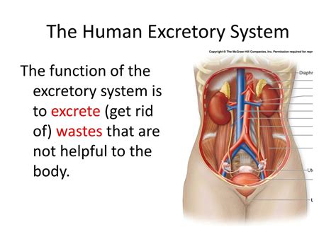 PPT - The Human Excretory System PowerPoint Presentation, free download