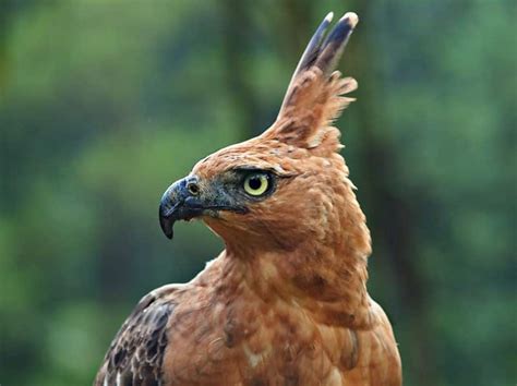 gambar burung garuda asli  indonesia isco gambar hd