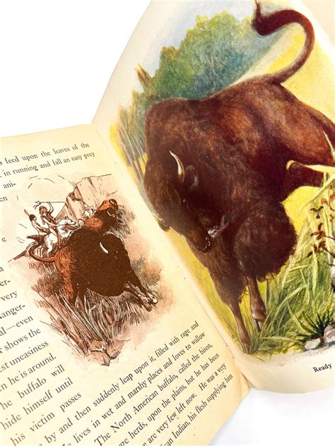 wild animal picture book 3