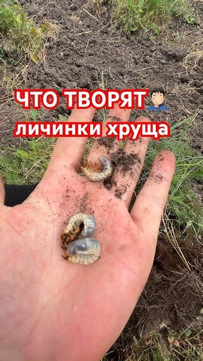 ЛИЧИНКИ ХРУЩА: как будем бороться?