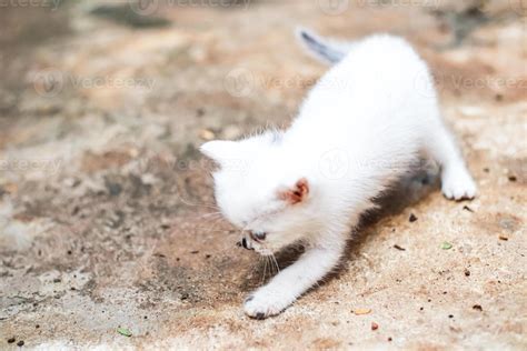adorable white kitten playing   floor   playful  curious