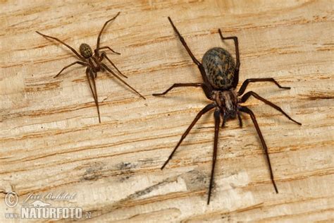 eratigena atrica pictures large house spider images nature wildlife