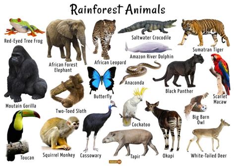 Rainforest Animals - List, Adaptations, Pictures, and More