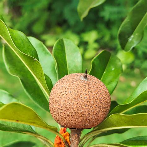 O Que É Sapotizeiro - Manilkara zapota - sapotizeiro | Biologia da Paisagem