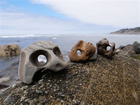 The Living Drill Bits That Grind Holes in Beach Rocks - Bay Nature
