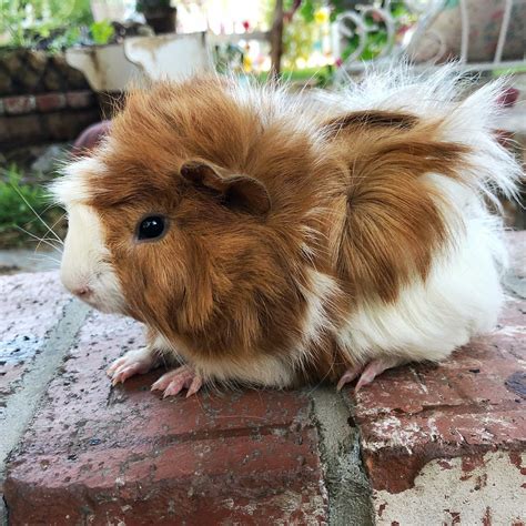 Peruvian Guinea Pigs - Everything You Need to Know - The Pet Savvy