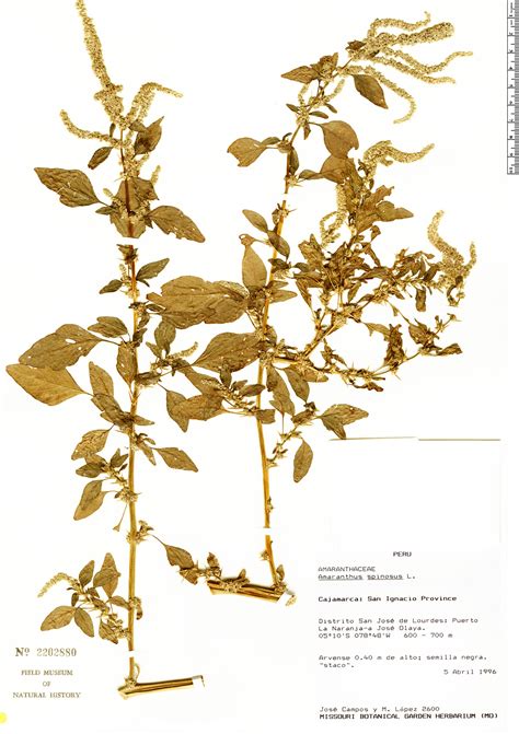 Amaranthus spinosus | Herbário Rapid Reference | The Field Museum