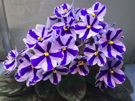 New Concord | African violets, Violet plant, African violets plants