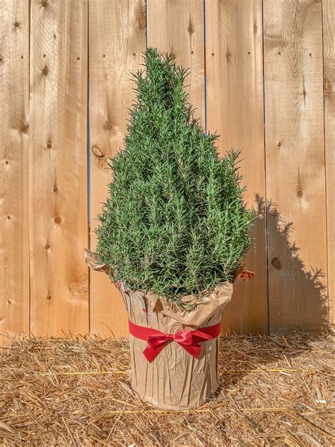 rosemary tree christmas 2