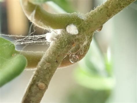 Mealybug Control