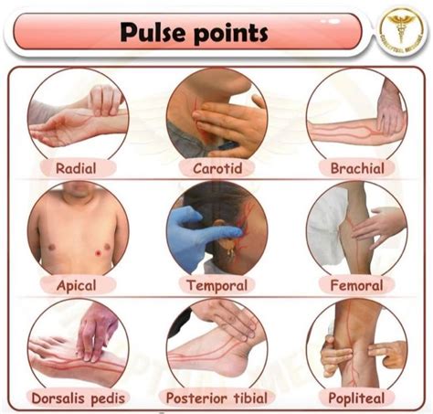 pulse points  areas   body  blood vessels  close