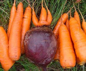 Когда сажать морковь и свеклу весной - определяем оптимальные сроки ...