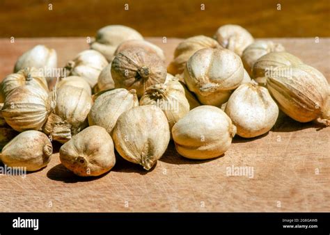 Kapulaga Jawa or Javanese cardamom (Amomum compactum), a type of ...